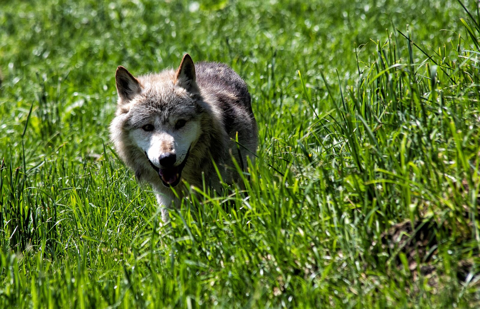 Canon EF 70-300mm F4-5.6 IS USM sample photo. Wolf, mammal, animal photography