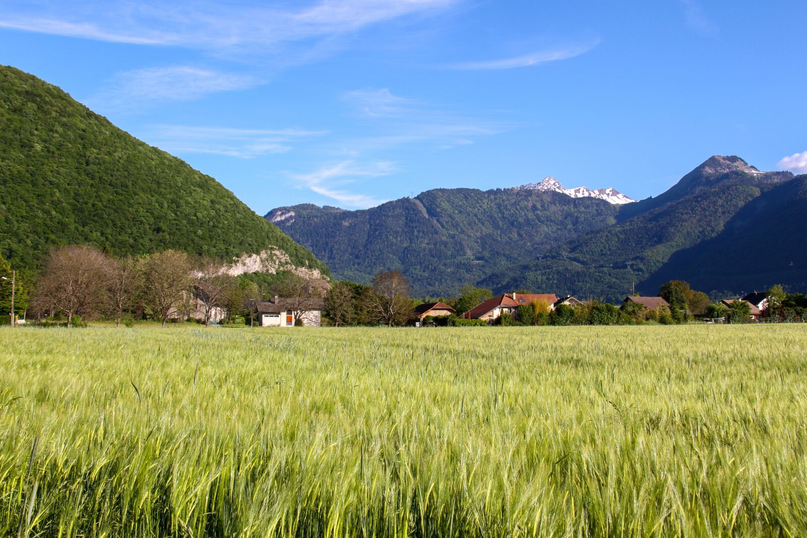 Canon EOS 7D sample photo. Barley, cereal, spring photography