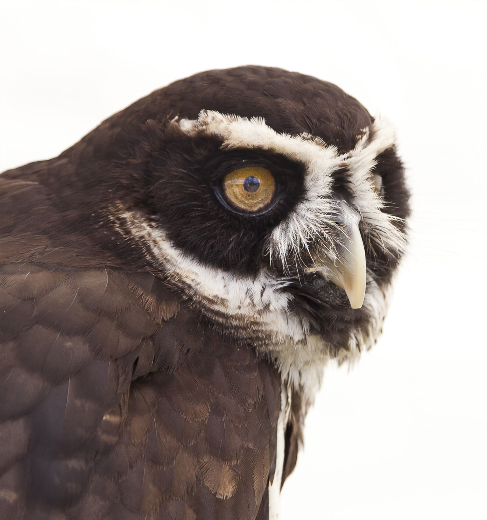 Canon EOS 5D Mark II sample photo. Nature, bird, owl, american photography