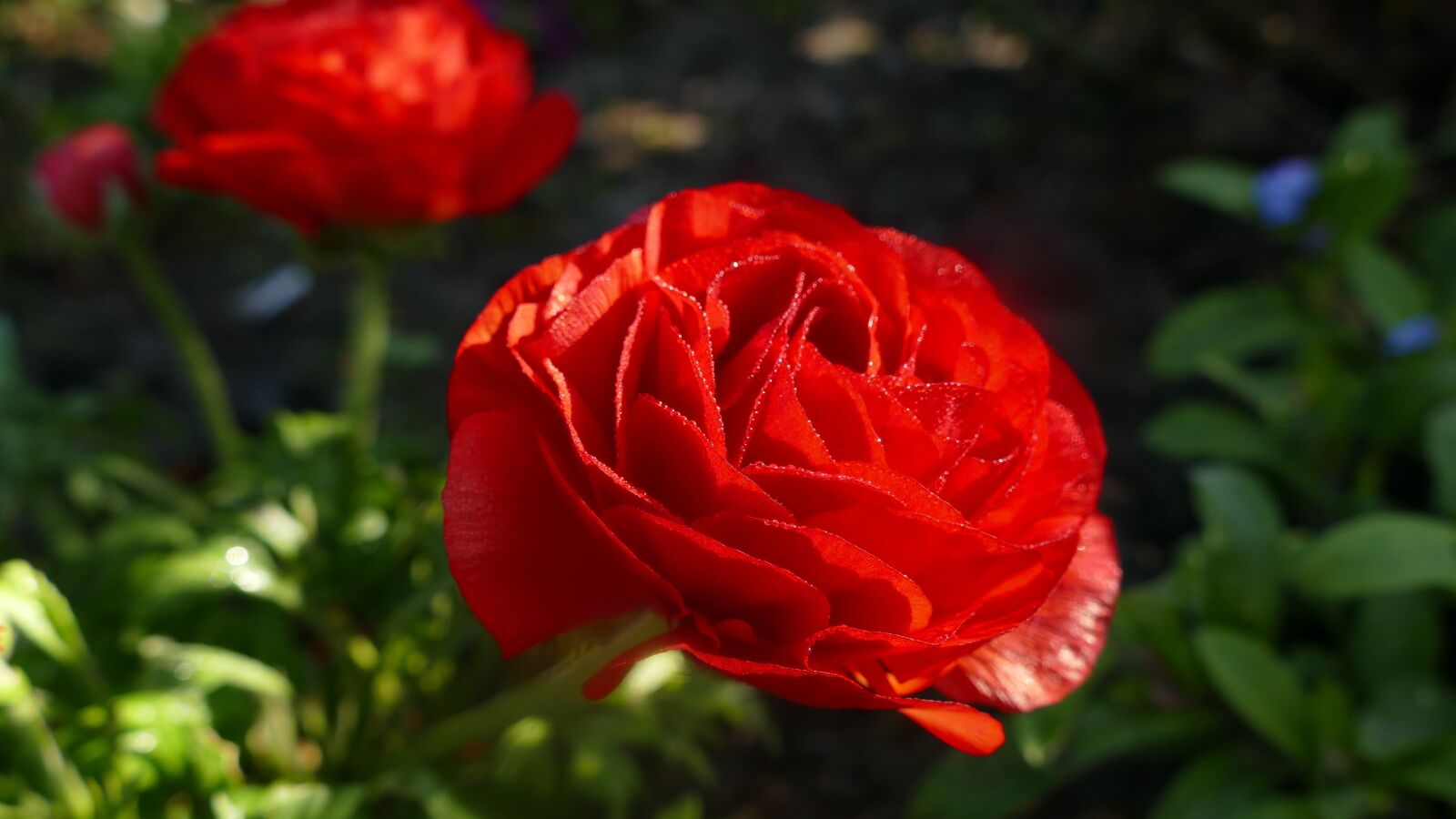 Panasonic Lumix DMC-FZ1000 sample photo. Ranunculus, blossom, bloom photography