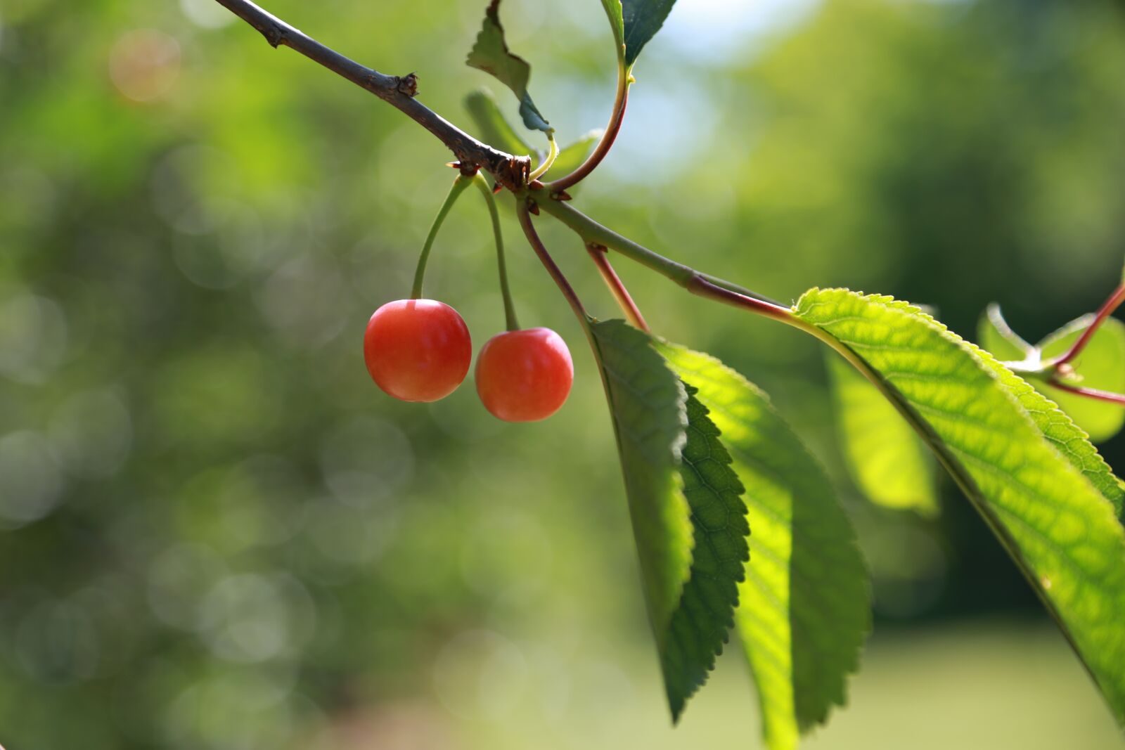 Canon EOS 6D + Canon EF 24-105mm F4L IS USM sample photo. Cherry, fruit, red photography