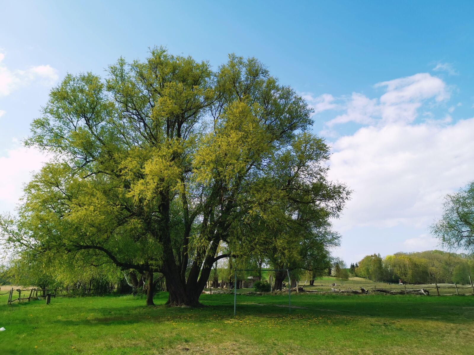 HUAWEI LYA-L29 sample photo. Tree, agriculture, green photography