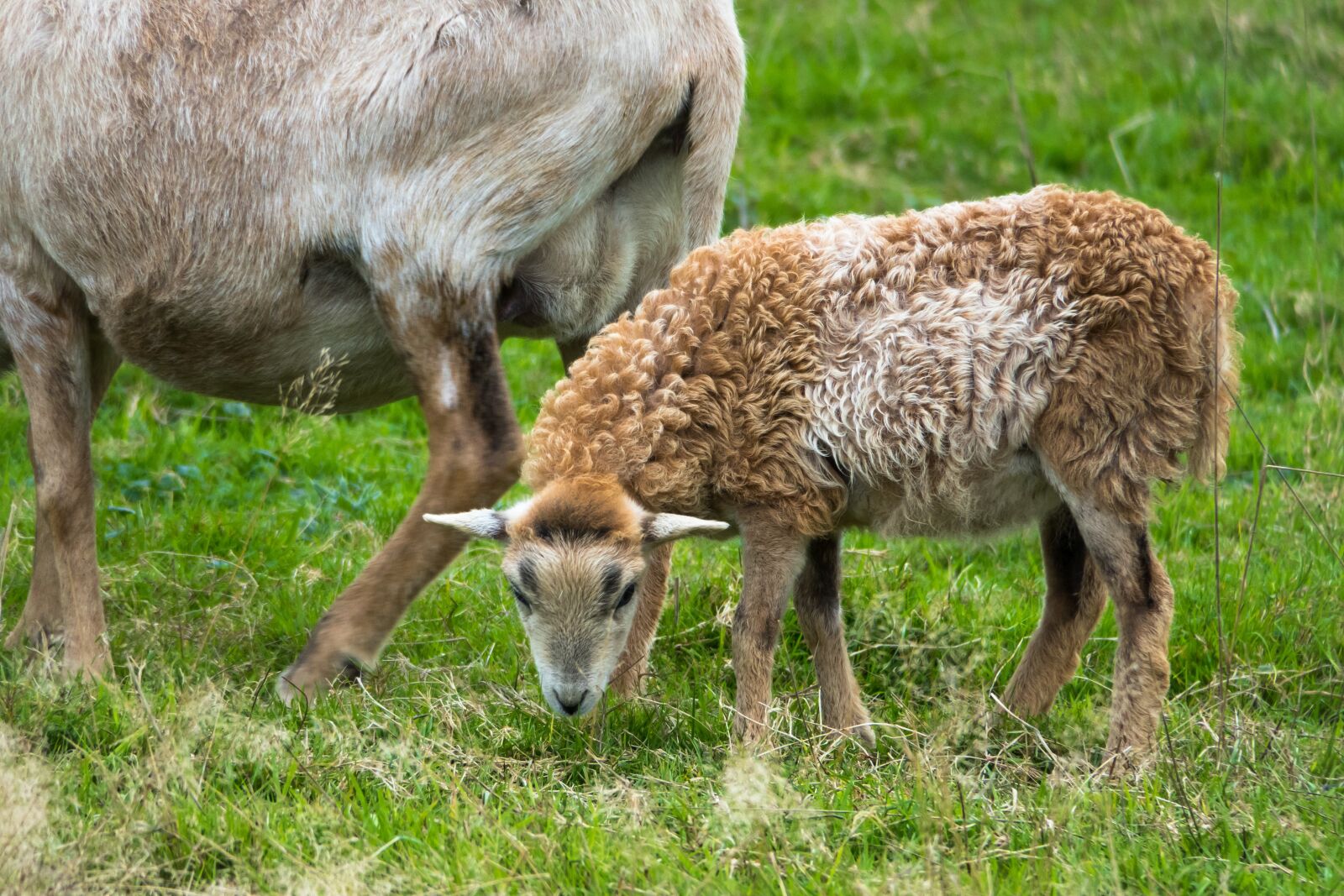 Canon PowerShot G3 X sample photo. Sheep, lamb, young photography