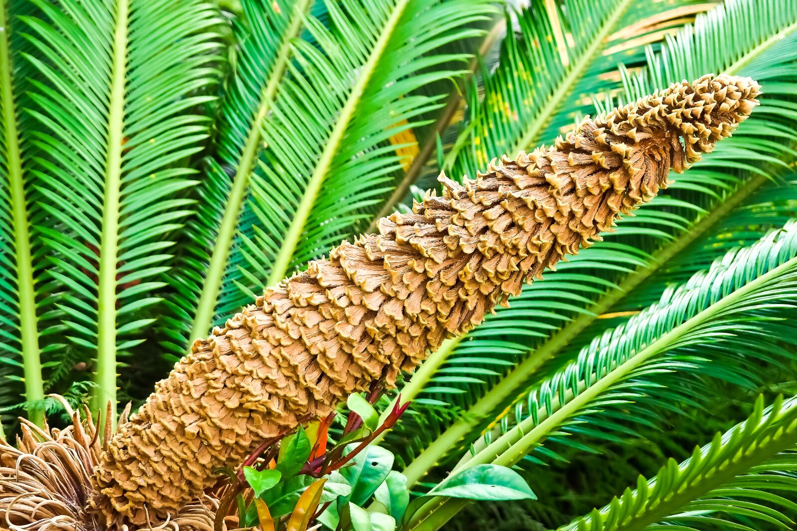 Olympus OM-D E-M10 sample photo. Palm fern, fern, seeds photography