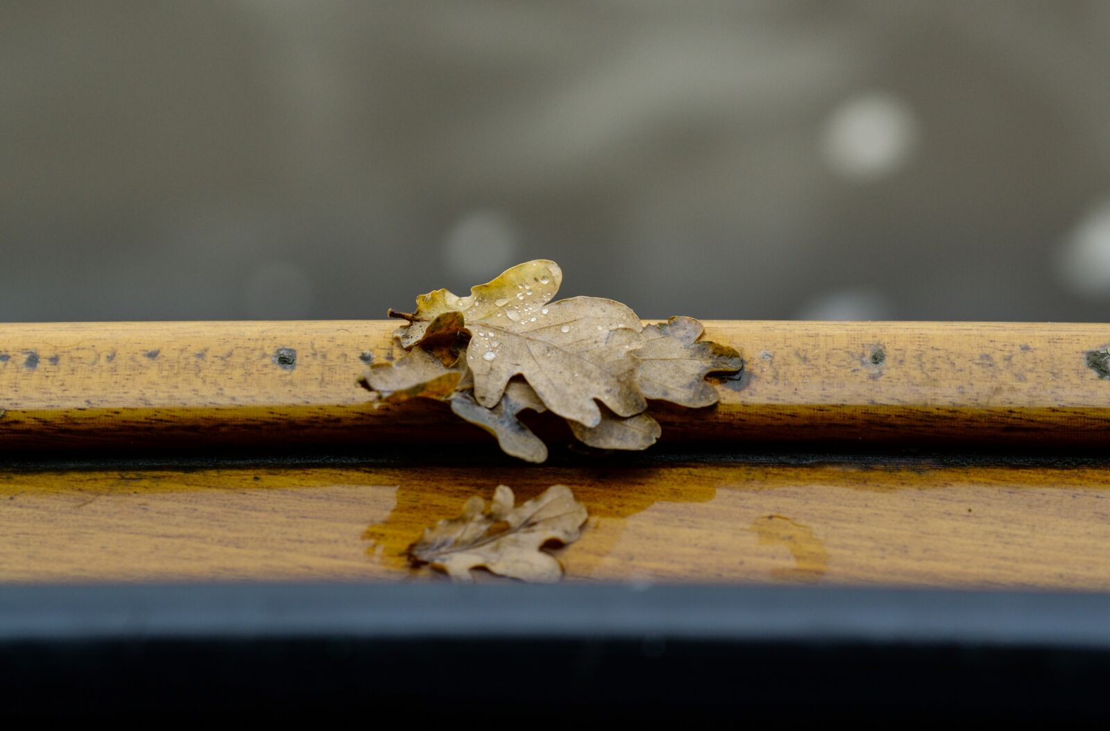 Nikon D610 sample photo. Leaf, rail, boat photography