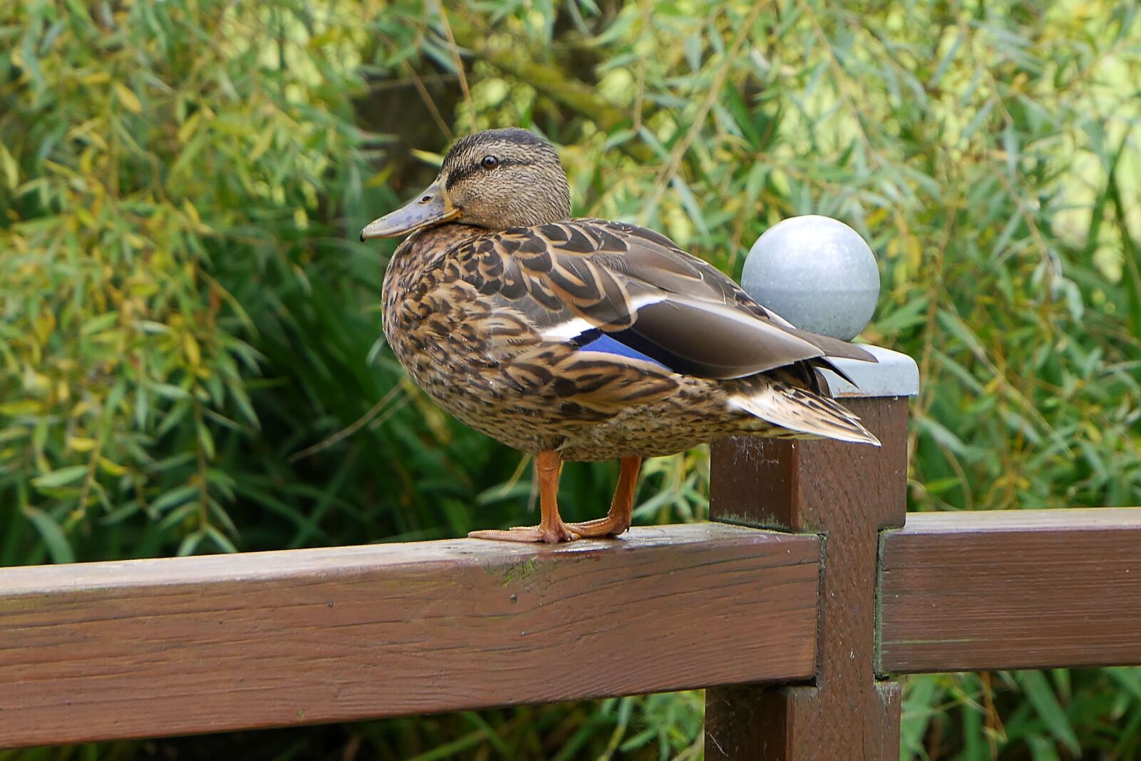 Panasonic Lumix DMC-G6 sample photo. Ducks, bird, nature photography