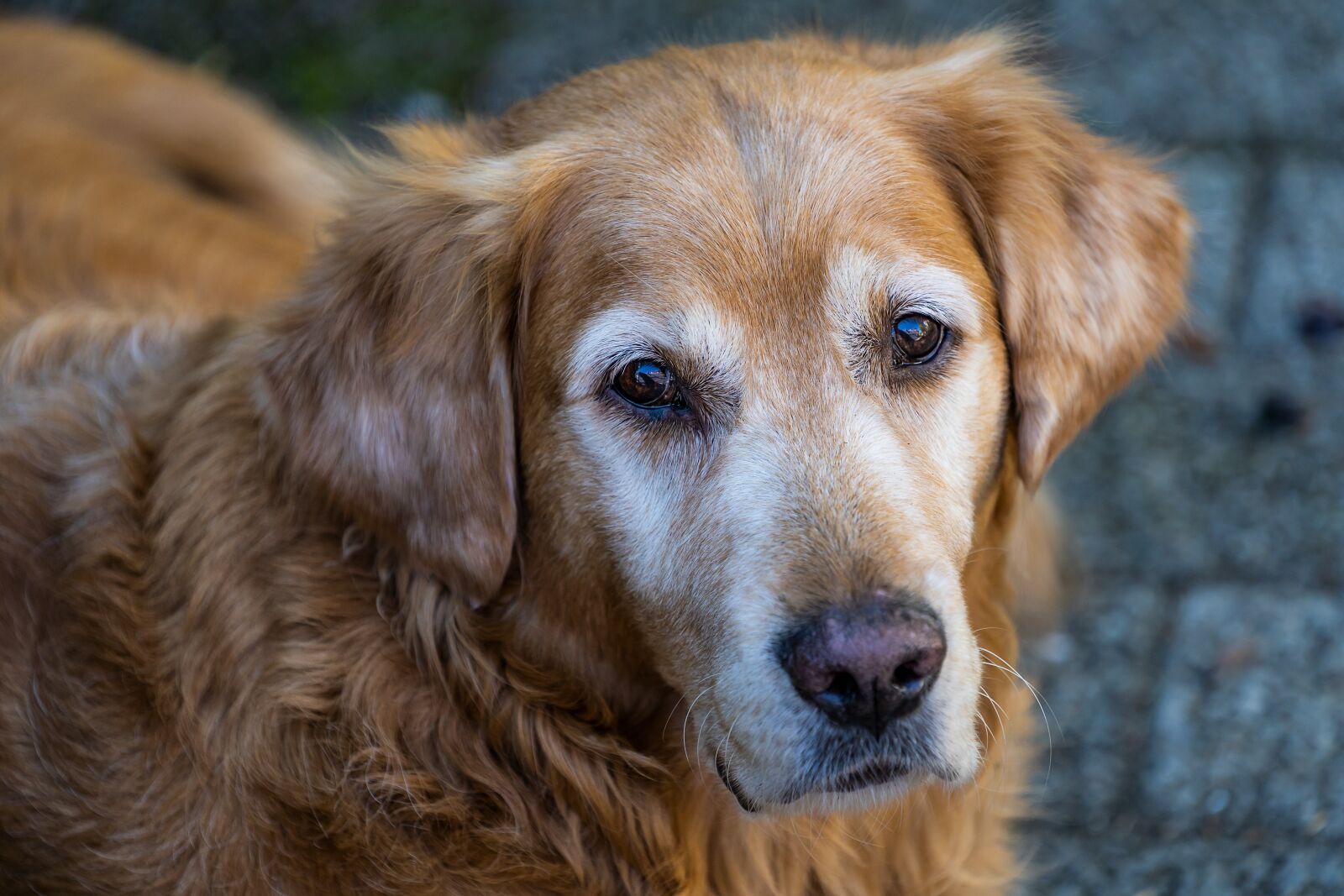Sony a7 III + Sony FE 70-200mm F4 G OSS sample photo. Animal, dog, golden retriever photography