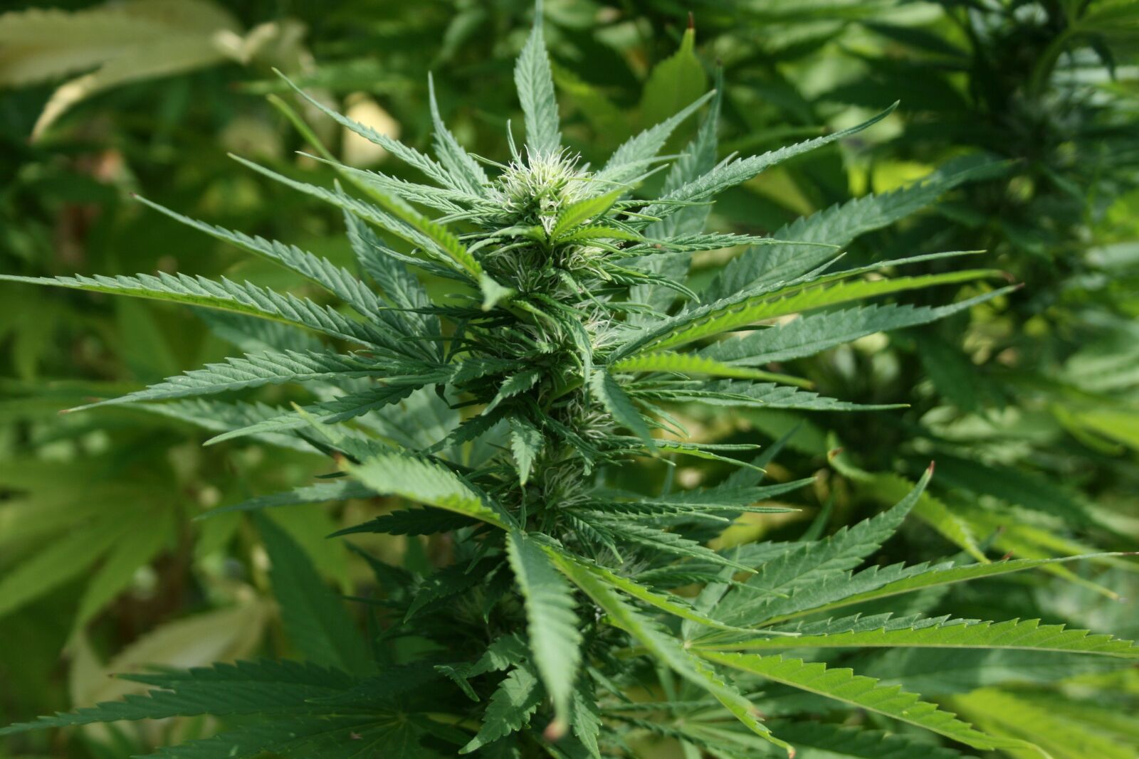 Canon EOS 400D (EOS Digital Rebel XTi / EOS Kiss Digital X) sample photo. Marijuana, plant, green photography
