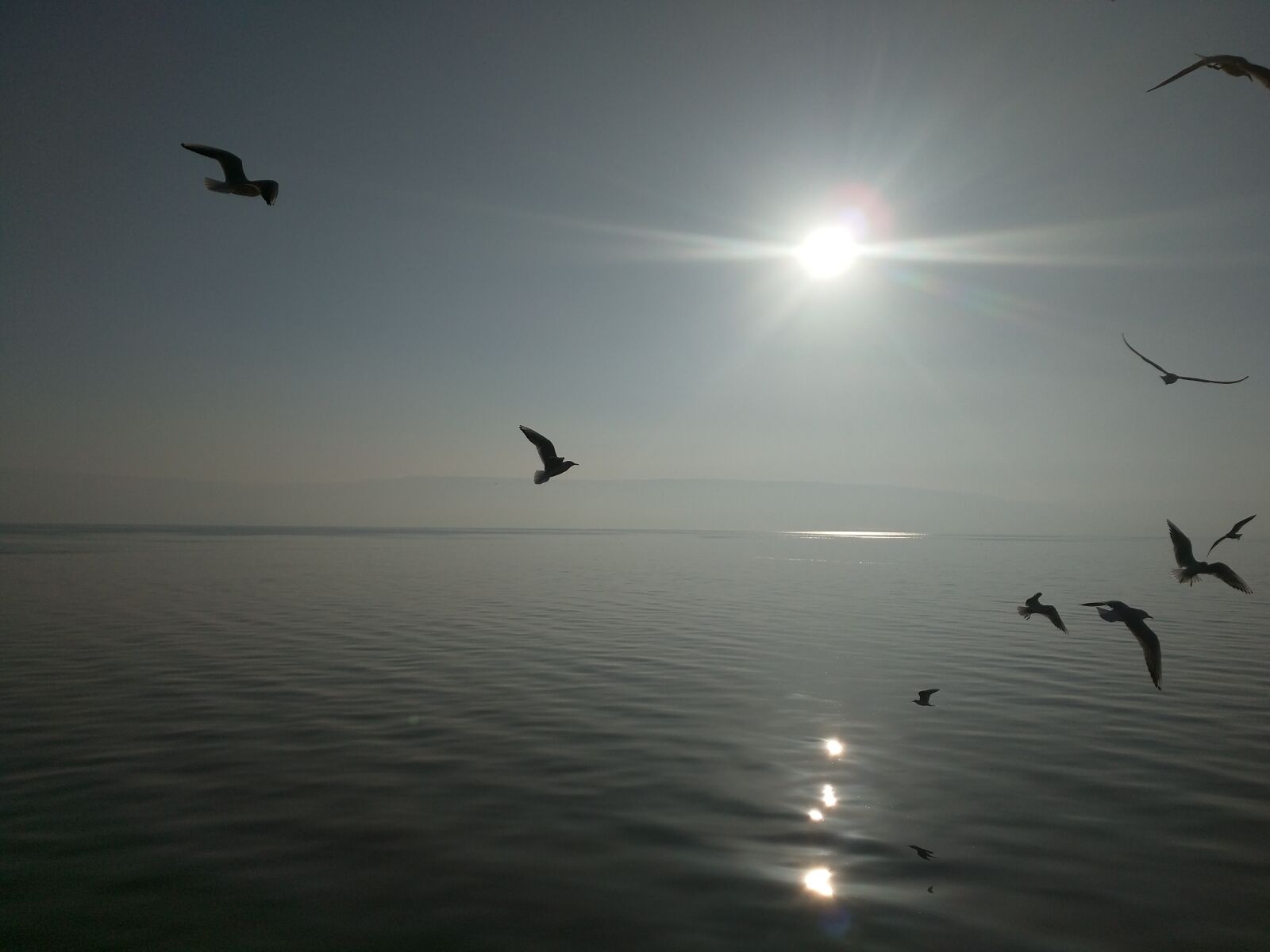 Motorola Nexus 6 sample photo. Birds, blue, water, ocean photography