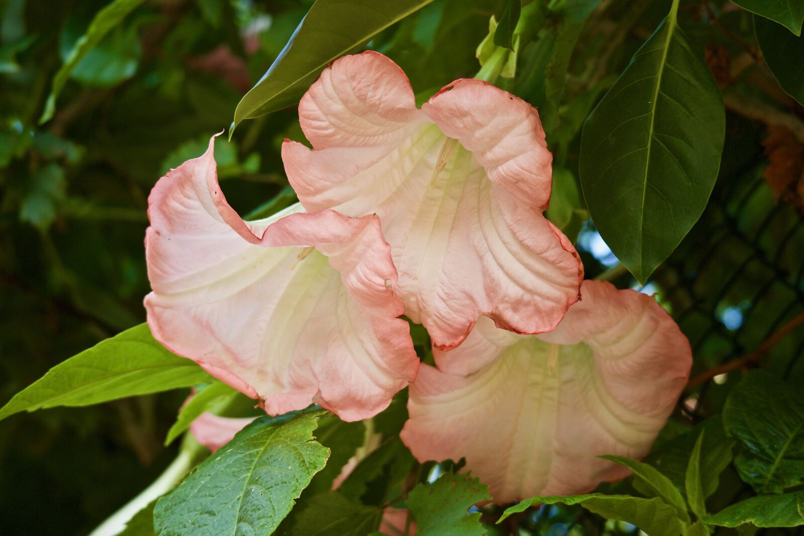 Canon EOS M sample photo. Flowers, ornamental flowers, datura photography
