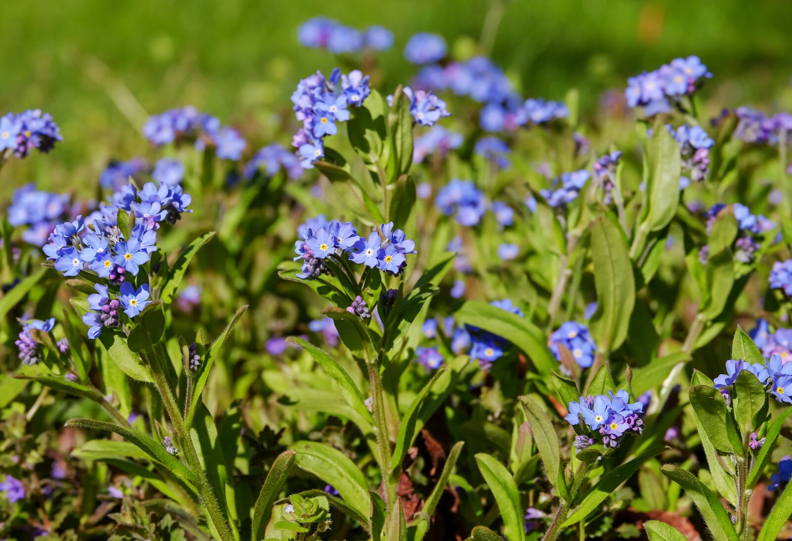 Fujifilm XF 55-200mm F3.5-4.8 R LM OIS sample photo. Forget me not, bloom photography