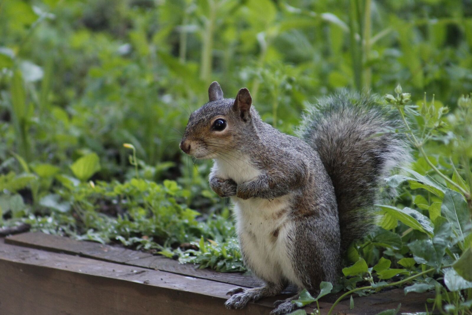 Canon EOS 550D (EOS Rebel T2i / EOS Kiss X4) sample photo. Animal, wild, wildlife photography