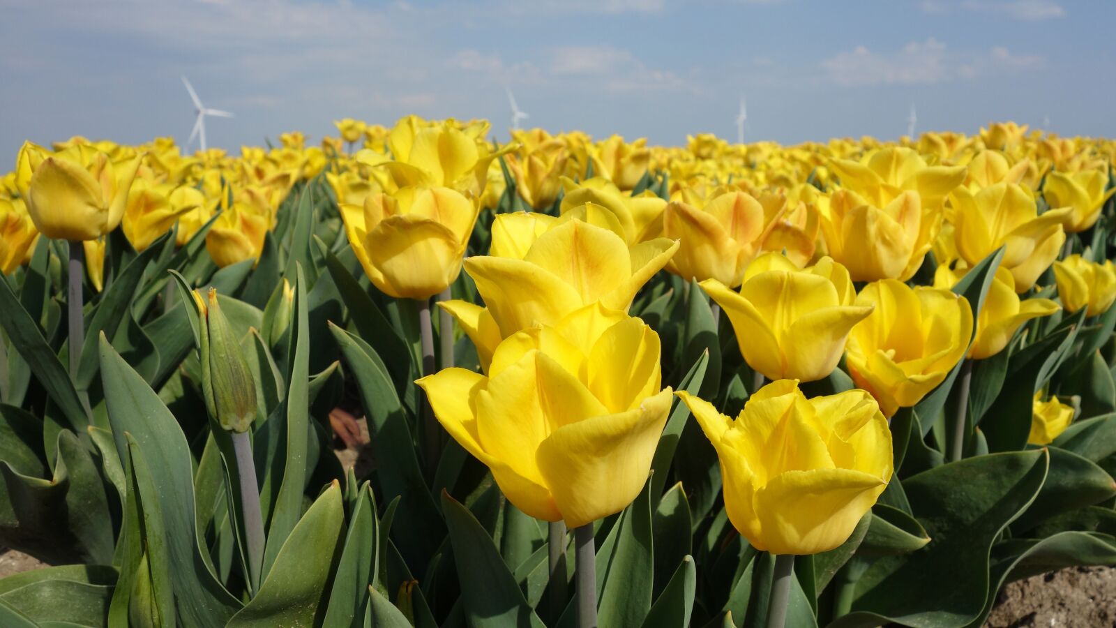 Sony Cyber-shot DSC-RX100 sample photo. Tulips, bulbs, tulip photography