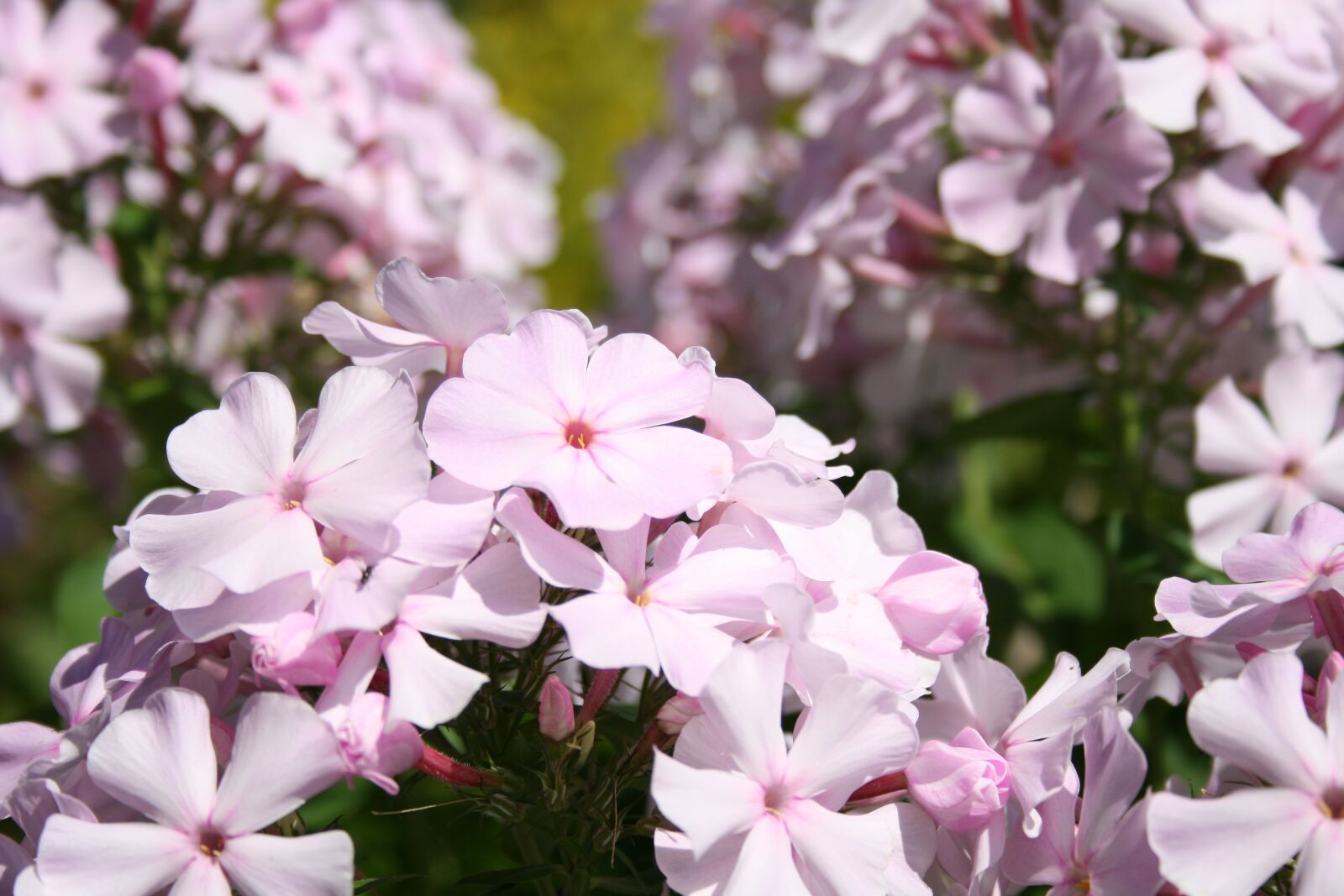 Canon EOS 400D (EOS Digital Rebel XTi / EOS Kiss Digital X) sample photo. Phlox, light pink, garden photography