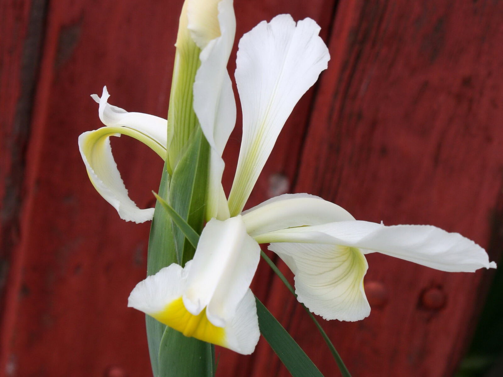 f/3.5-5.6 IS sample photo. Iris, flowers, white petals photography