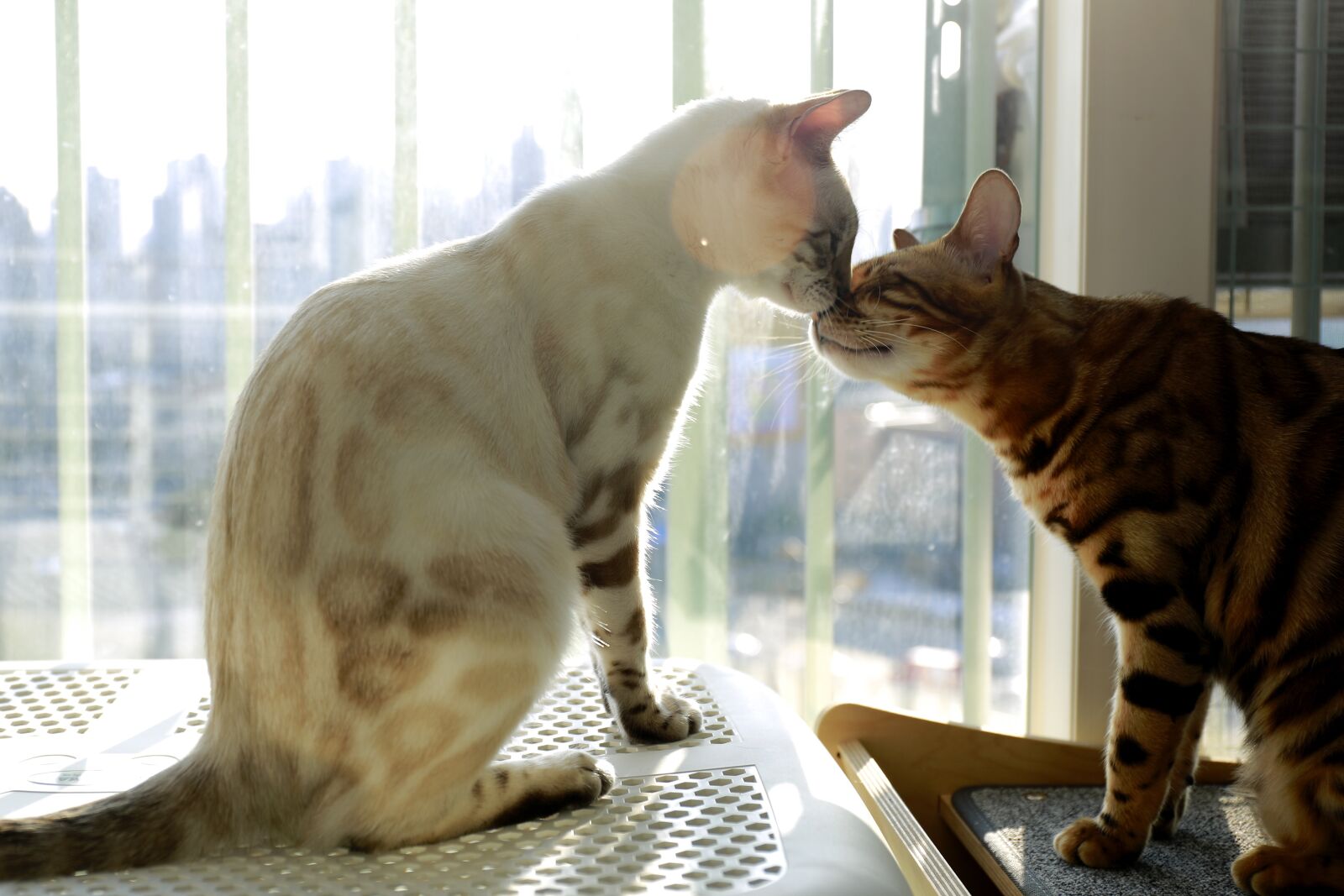 Canon EOS 5D Mark III sample photo. Bengal cat, mom and photography
