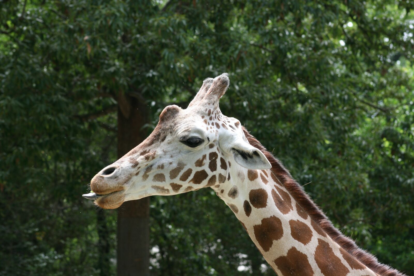 Canon EOS 400D (EOS Digital Rebel XTi / EOS Kiss Digital X) sample photo. Giraffe, african, mammal photography