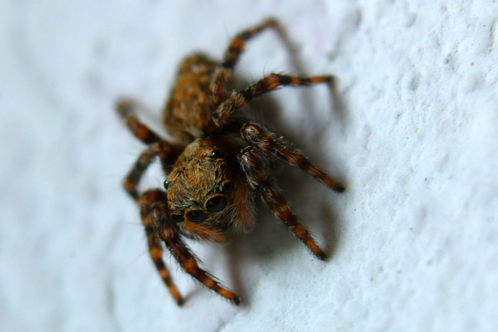 Canon EOS 750D (EOS Rebel T6i / EOS Kiss X8i) + Canon EF-S 18-55mm F3.5-5.6 IS STM sample photo. Spider, small, toxic photography