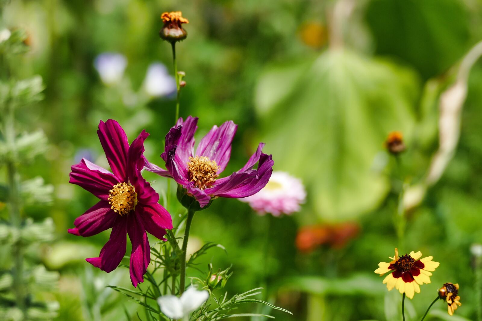 Panasonic Lumix DMC-FZ1000 sample photo. Wild flower, summer, nature photography