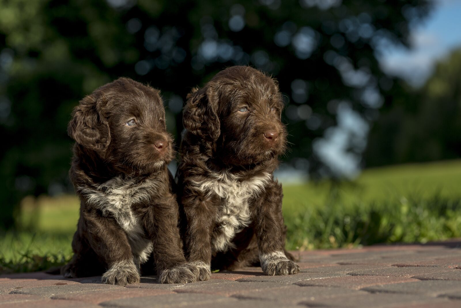 Nikon D4S sample photo. Mammal, nature, dog photography