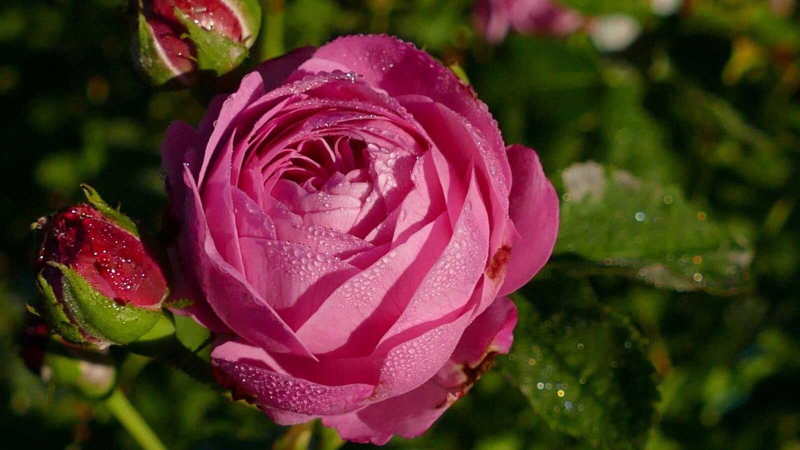 Panasonic Lumix DMC-FZ1000 sample photo. Rose, red, red rose photography