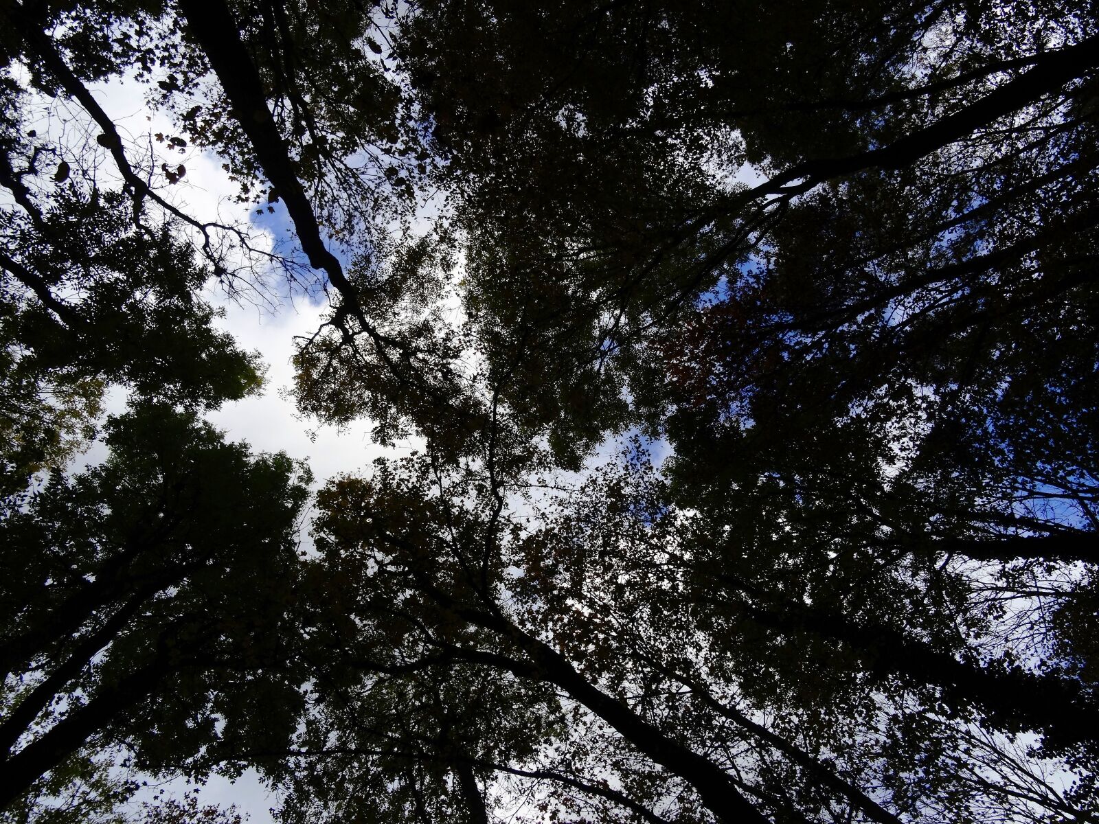 Sony Cyber-shot DSC-HX50V sample photo. Forest, trees, sky photography