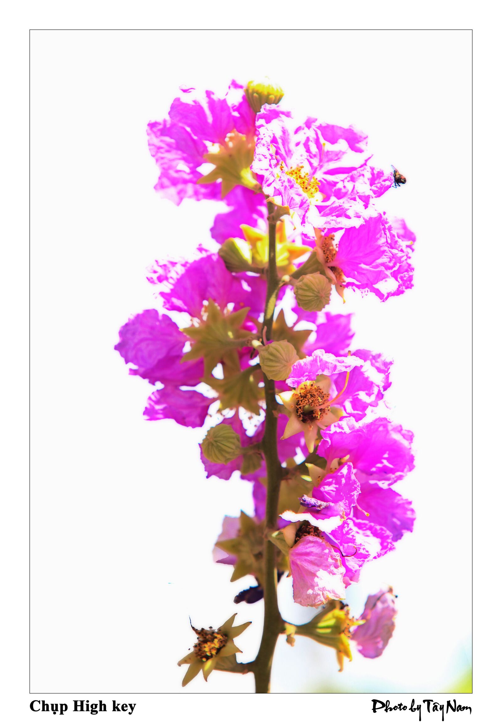 Canon EOS 5D Mark II sample photo. Flower, purple flowers, bang photography