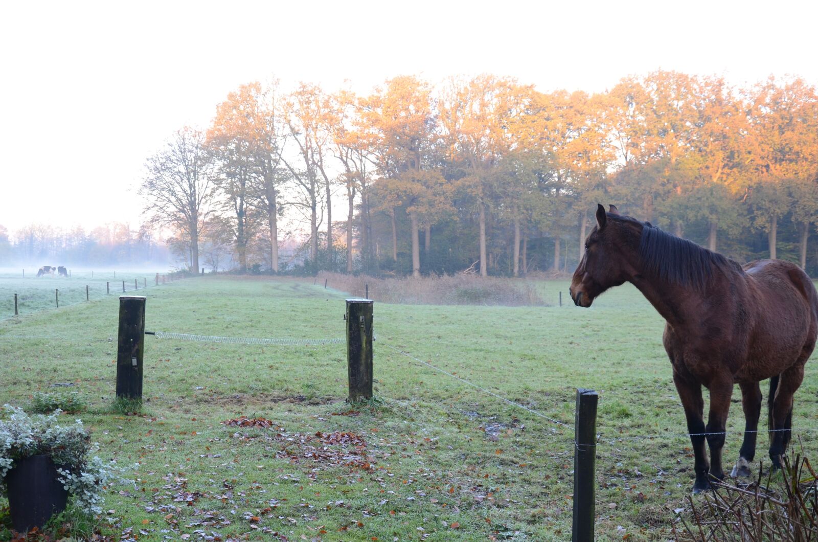 Nikon D7000 sample photo. Horse, pasture, dreamy photography