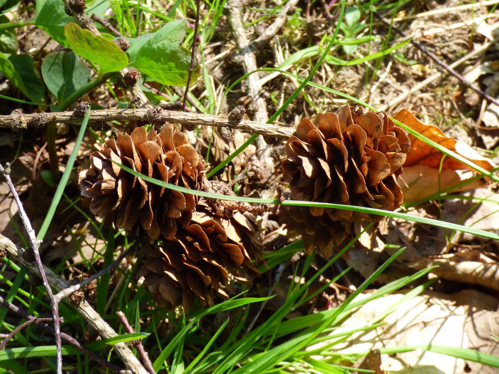 Panasonic DMC-FZ72 sample photo. Cones, spring, nature photography