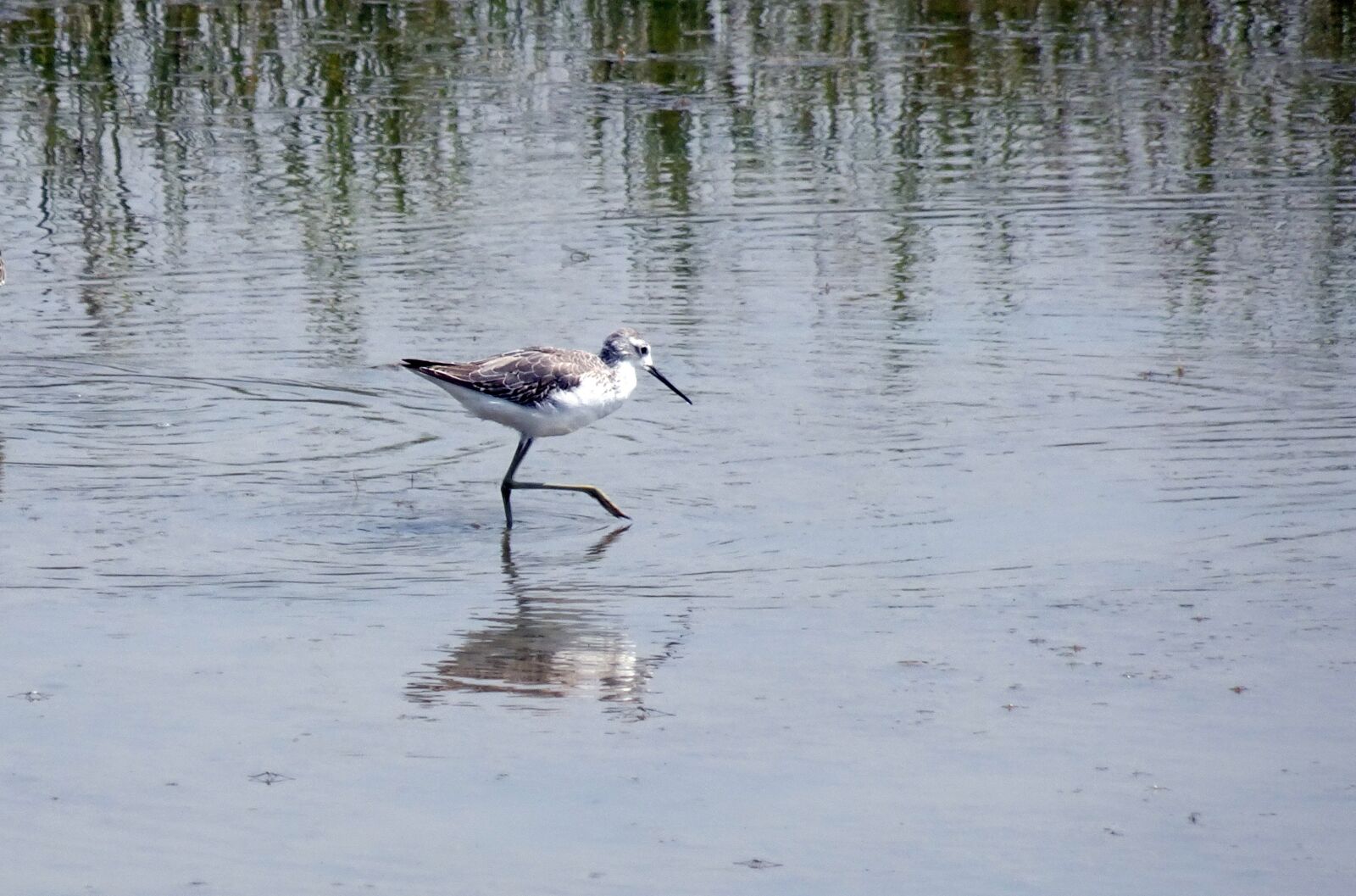 Sony Cyber-shot DSC-HX90V sample photo. Bird, marsh sandpiper, tringa photography
