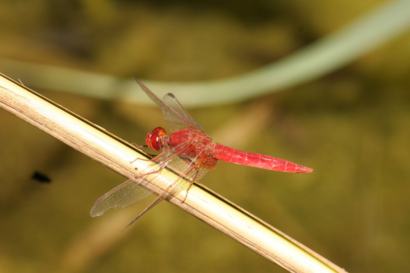 Canon EOS 20D sample photo. Dragonfly, water, nature photography