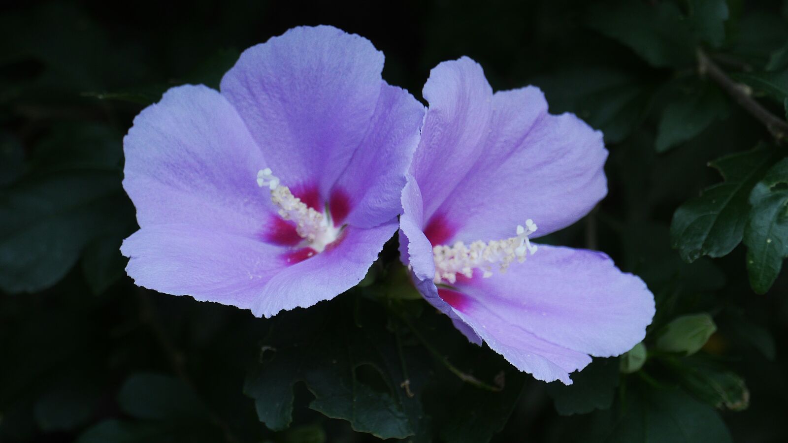 Panasonic Lumix DMC-GH3 sample photo. Rose of sharon, nature photography