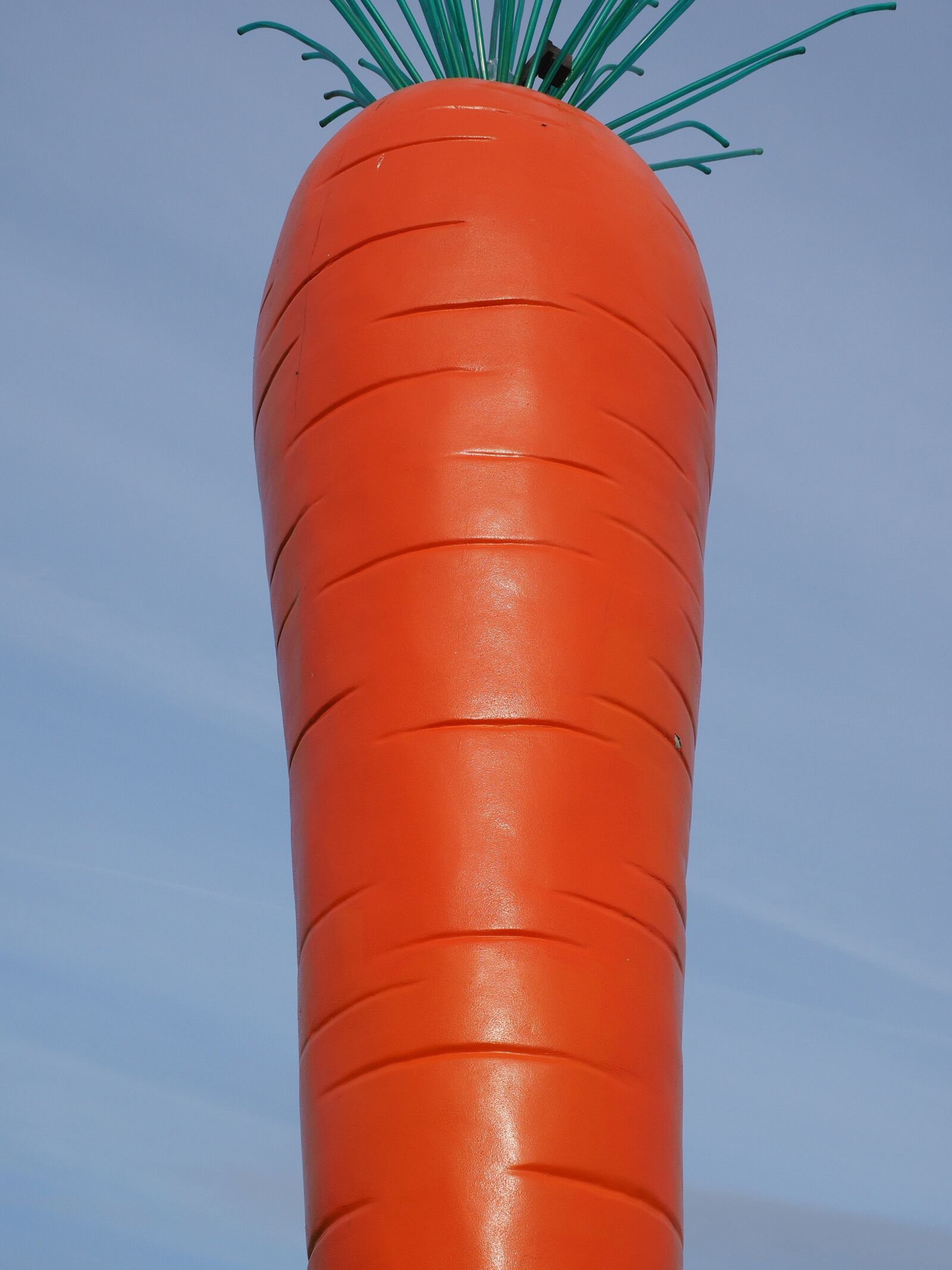 Olympus OM-D E-M1 + Olympus M.Zuiko Digital ED 12-40mm F2.8 Pro sample photo. Carrot, red, le roi photography