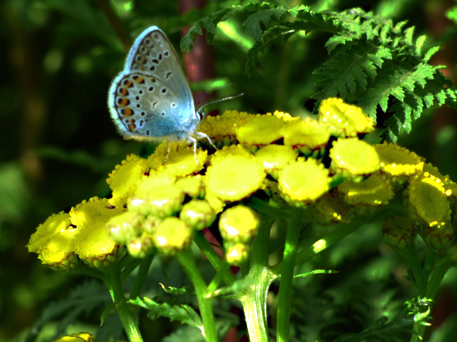 Panasonic DMC-FZ72 sample photo. Butterfly, blue, insects photography