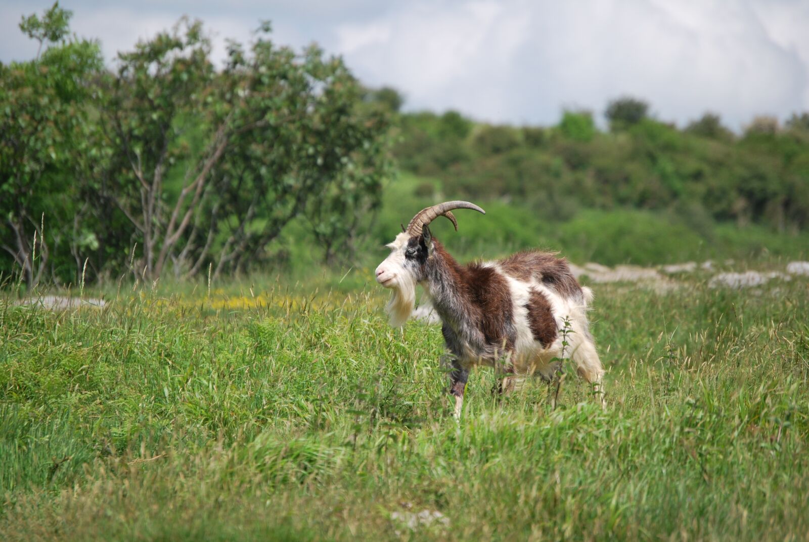 Nikon D60 sample photo. Goat, animal, meadow photography