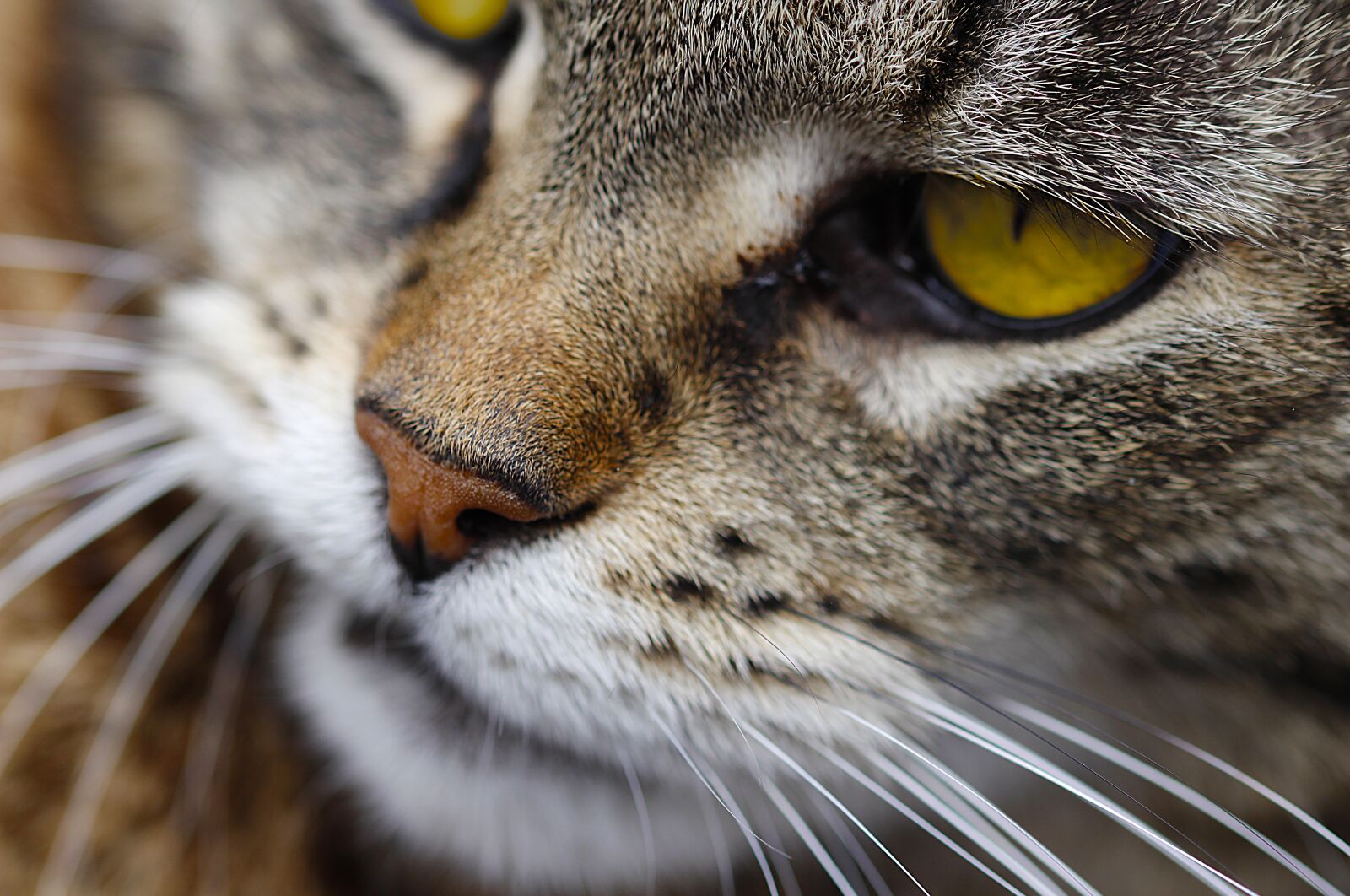 Canon EOS 700D (EOS Rebel T5i / EOS Kiss X7i) sample photo. Cat, whiskers, animal photography