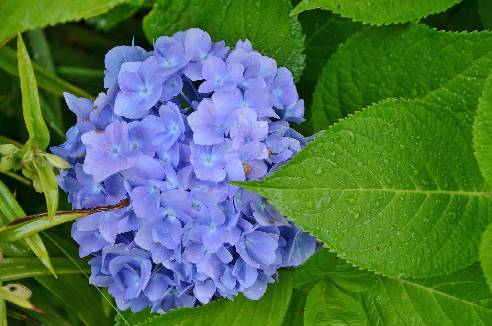 Nikon D7000 sample photo. Flower, floral, nature photography