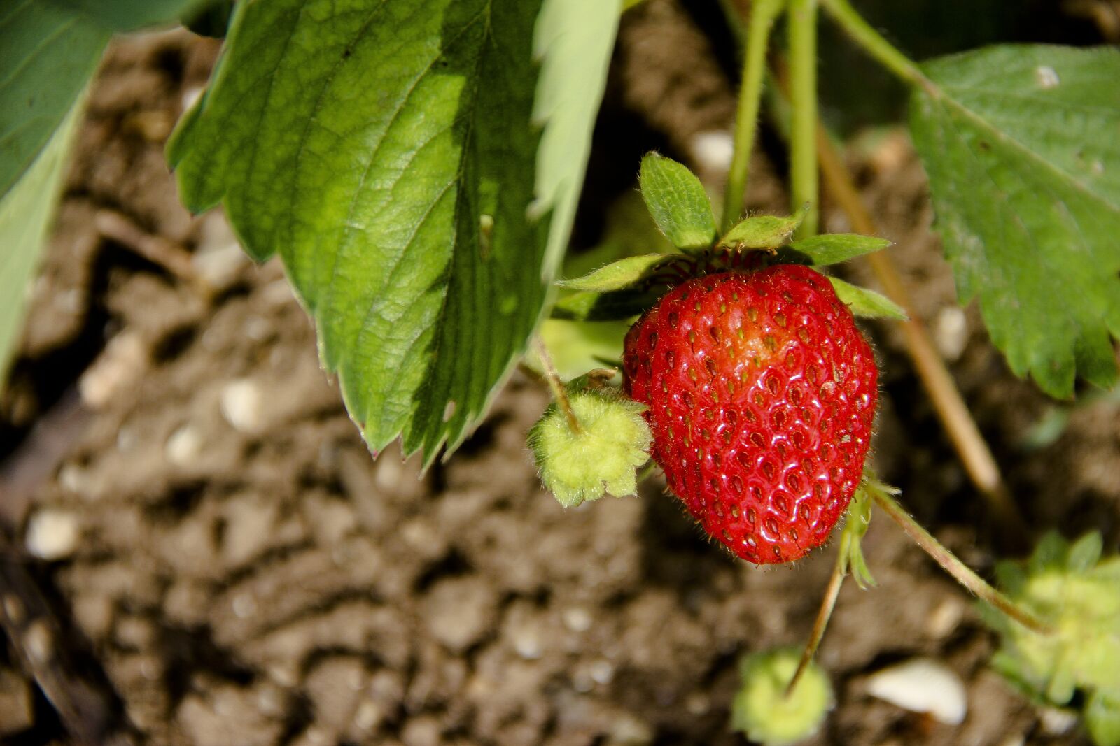 Canon EOS 650D (EOS Rebel T4i / EOS Kiss X6i) + Canon EF-S 18-135mm F3.5-5.6 IS sample photo. Strawberry, berry, fruit photography