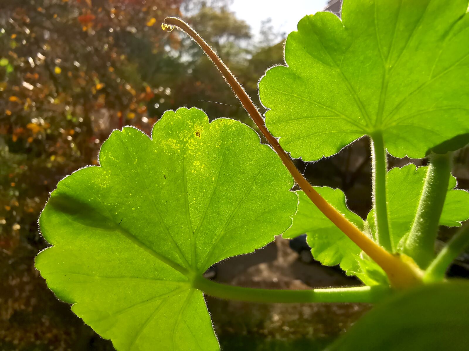 HUAWEI LYA-L29 sample photo. Geranium, autumn, the sun photography