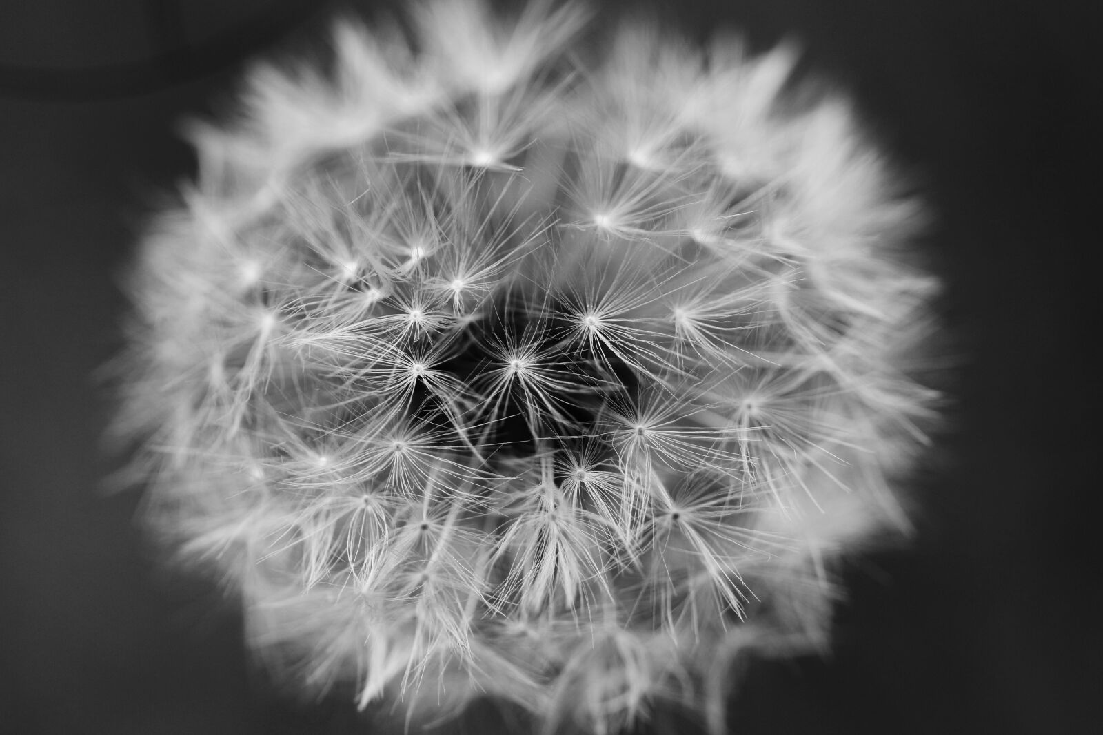 Canon EOS 7D Mark II sample photo. Dandelion, flower, spring photography