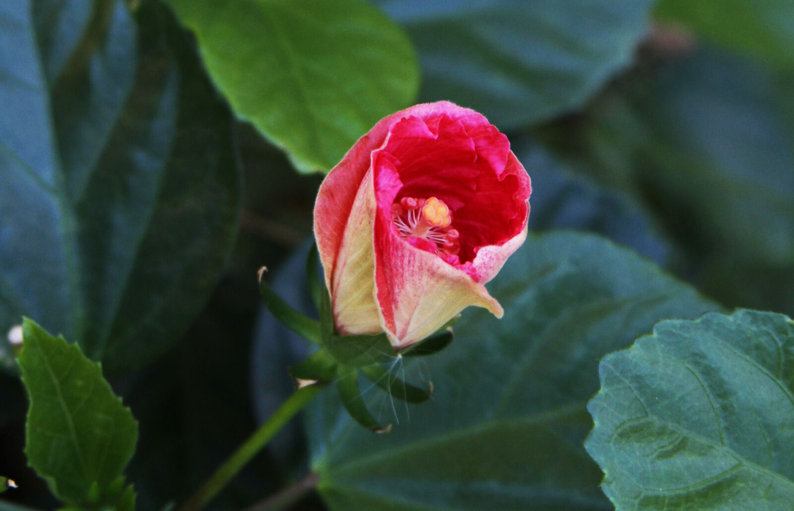 Canon EOS 7D sample photo. Flower photography