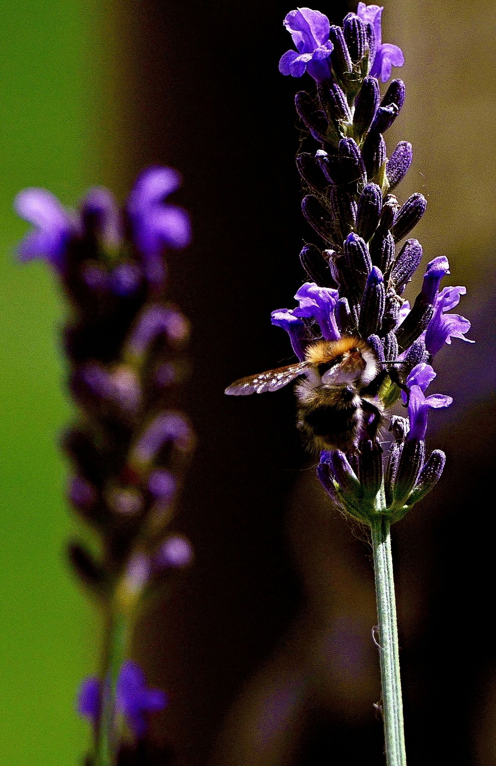 Panasonic Lumix DMC-FZ1000 sample photo. Bee, flower, lavender photography