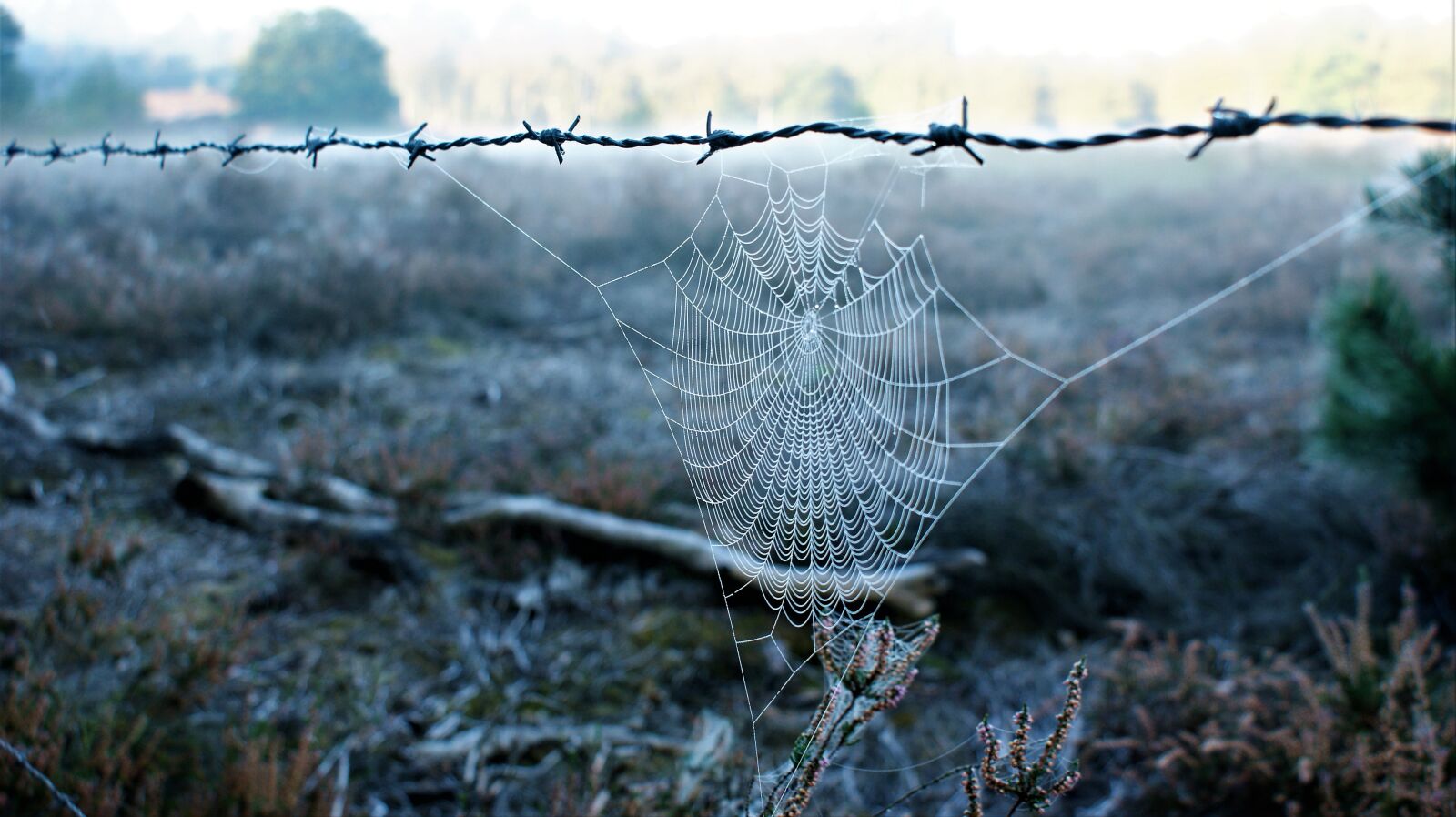 Sony Alpha DSLR-A350 sample photo. Barbed wire, spider web photography