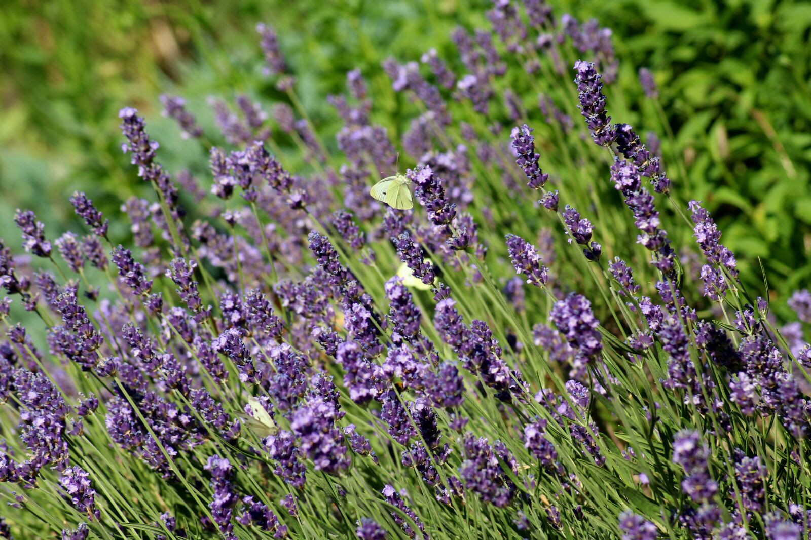 Canon EOS 1200D (EOS Rebel T5 / EOS Kiss X70 / EOS Hi) sample photo. Lavender, flowers, violet photography