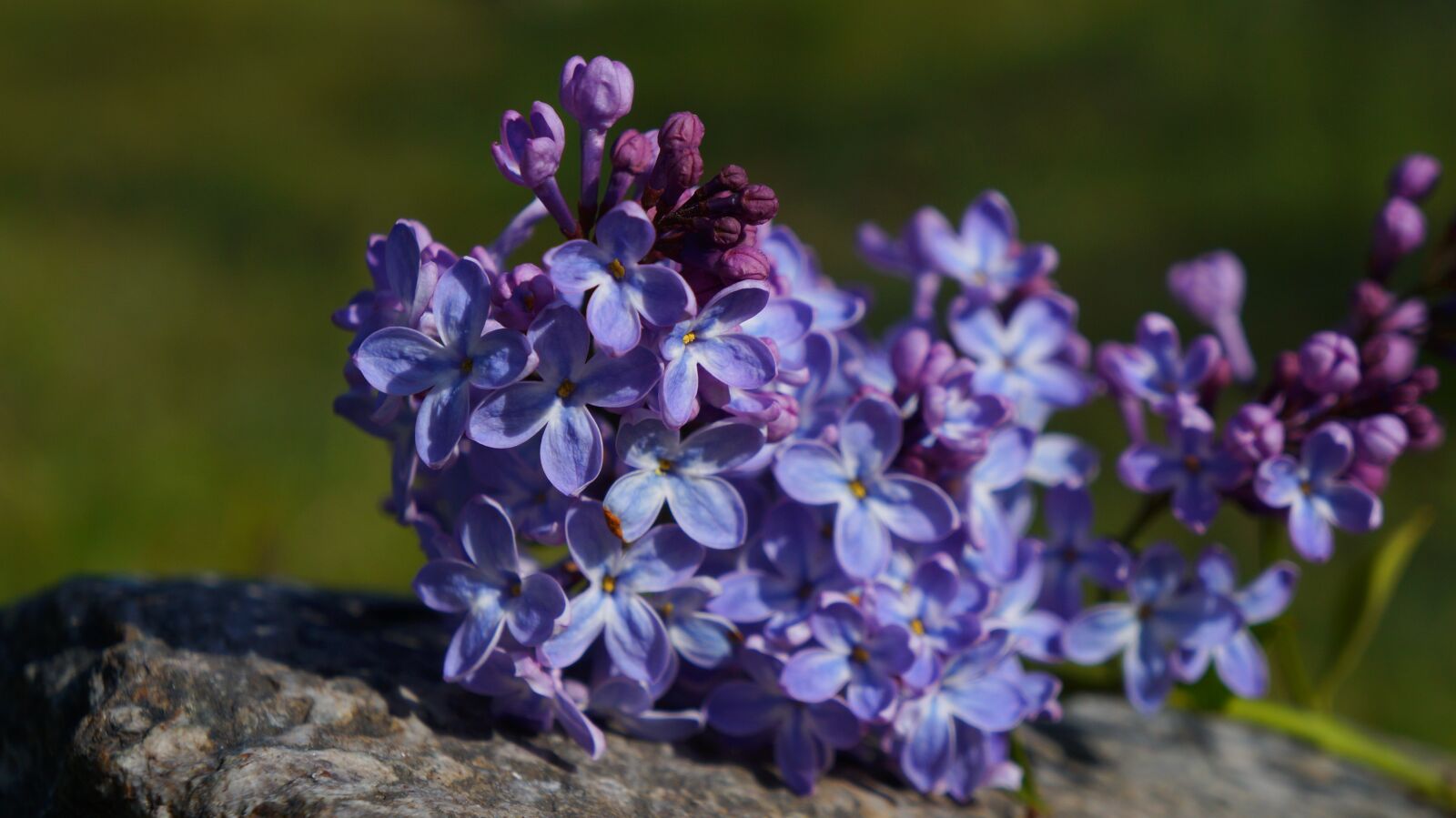 Sony Alpha a3000 + Sony E 18-55mm F3.5-5.6 OSS sample photo. Nature, plants, violet photography