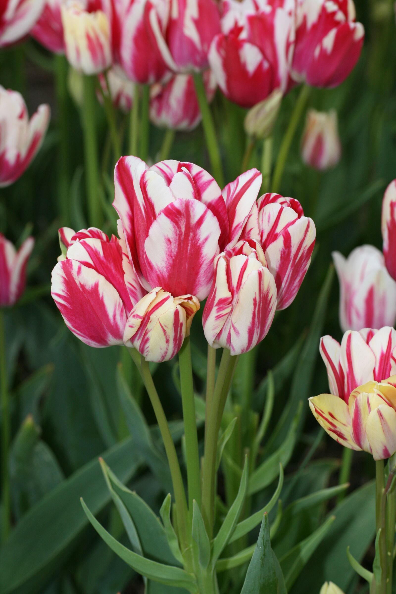 Canon EOS 400D (EOS Digital Rebel XTi / EOS Kiss Digital X) sample photo. Tulip, flowers, red white photography