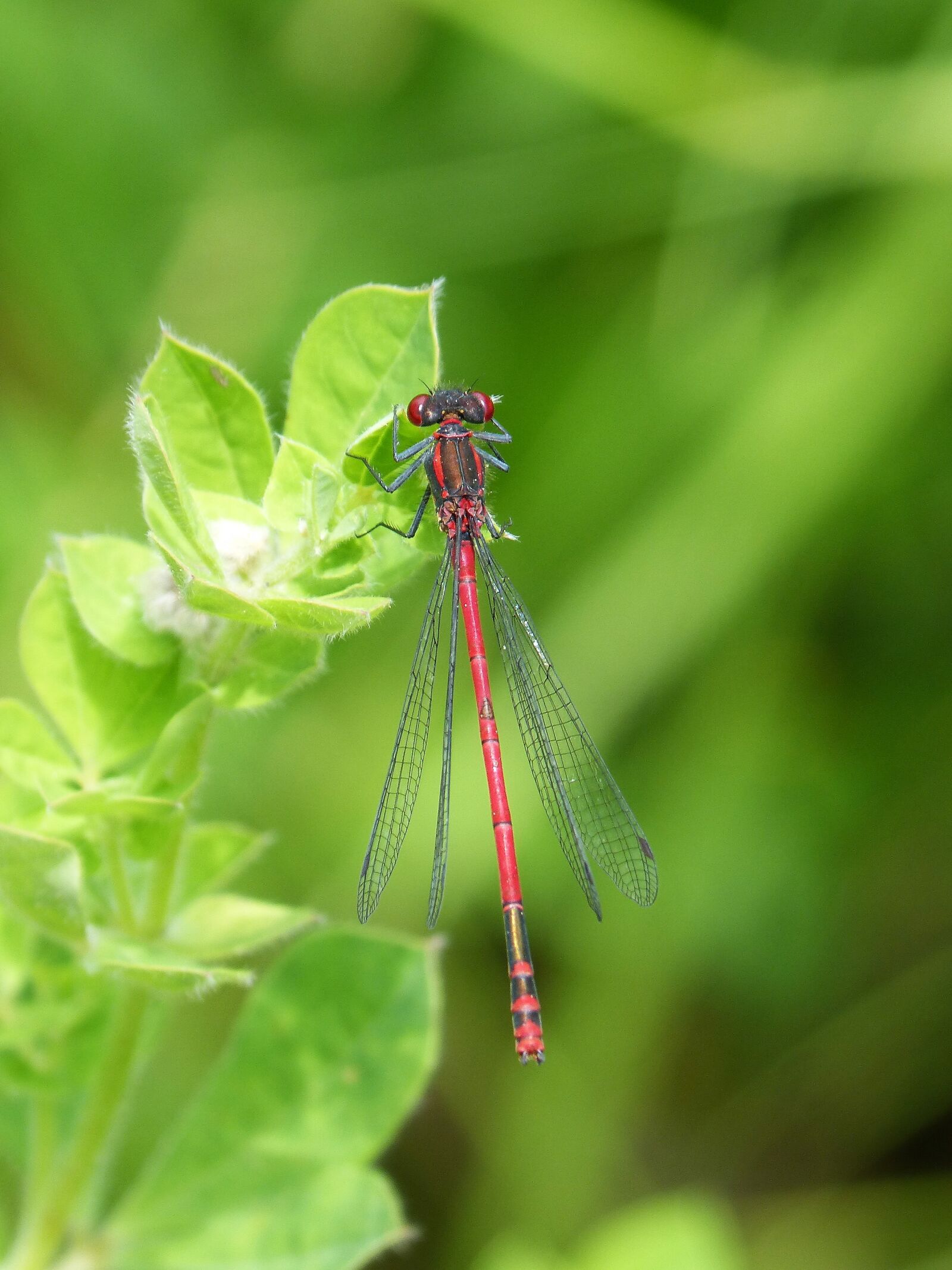 Panasonic DMC-FZ62 sample photo. Dragonfly, damselfly, leaf photography