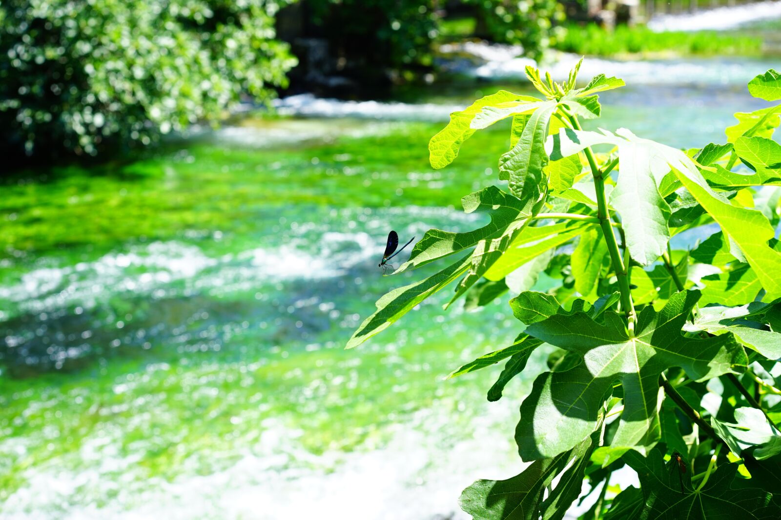 Sony a7 + Sony Sonnar T* FE 55mm F1.8 ZA sample photo. Sorgue, water, clear photography