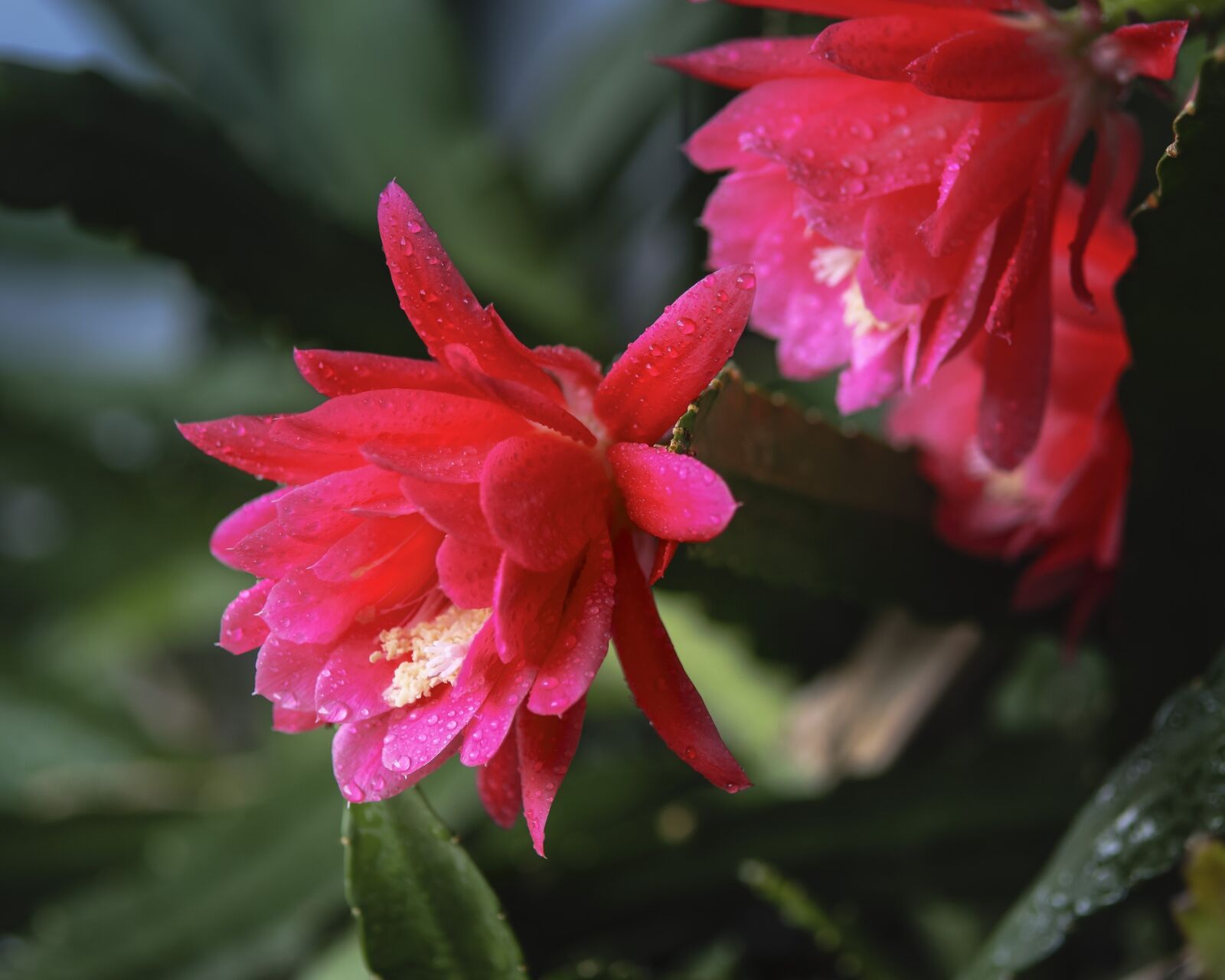 Canon EOS 50D sample photo. Leaf cacti, blossom, bloom photography