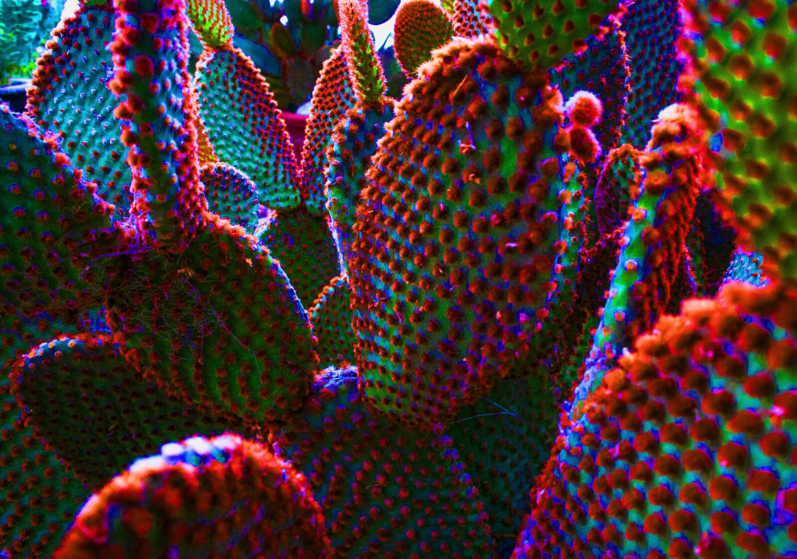 Nikon 1 J4 sample photo. Cactus, plants, psychedelic photography